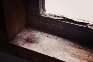 棕色木质表面上的棕色羽毛