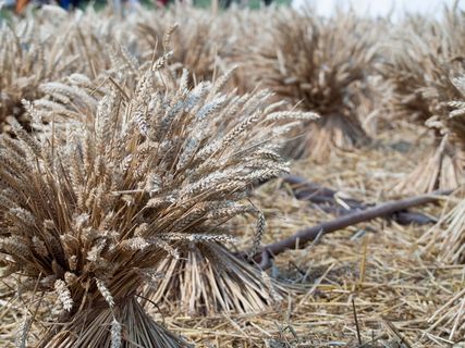 盎格鲁-撒克逊，再现，历史，生活史，历史，小麦，植物，自然