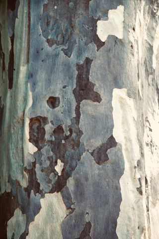 锈，艺术，绘画，树抽象，板岩，钢铁，现代艺术，纹理