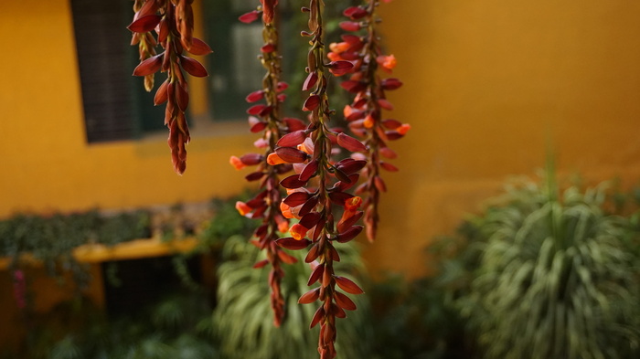 植物、花卉、爬行植物、园艺、装饰、悬挂、无人、注重前景