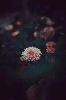 白色和粉红色花朵的选择性聚焦摄影 白色和粉红色花朵的选择性聚焦摄影