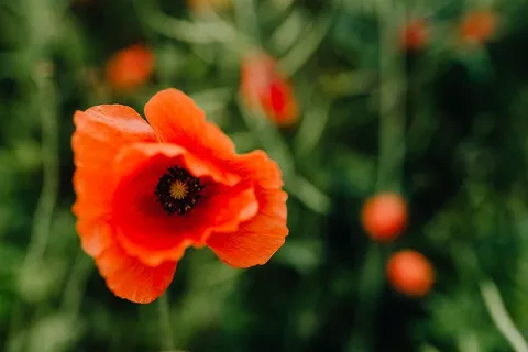 一片红色罂粟地 一片红色罂粟地