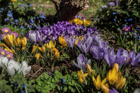 番红花,早花,春天,春花,花朵,紫色,黄色,紫色 番红花,早花,春天,春花,花朵,紫色,黄色,紫色