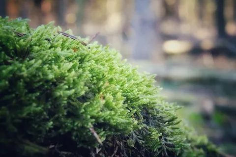 苔藓,绿色,木材,秋天,绿色,植物,生长,特写 苔藓,绿色,木材,秋天,绿色,植物,生长,特写