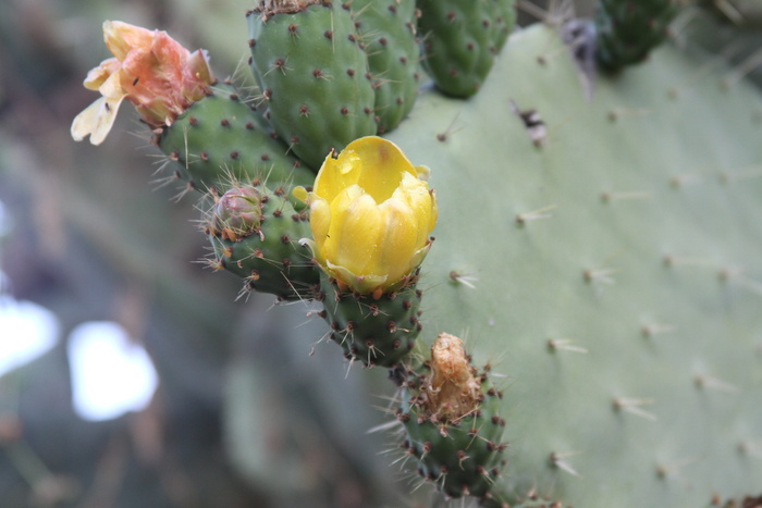 无花果，花梨，仙人掌，植物，花，生长，开花植物，特写