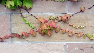 常春藤，缠绕，生长，墙壁，攀缘植物，植物，花，叶