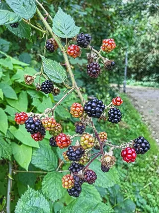 浆果，花朵，玫瑰，植物，五颜六色，绿色，森林，湖泊