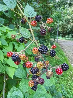 浆果,花朵,玫瑰,植物,五颜六色,绿色,森林,湖泊 浆果,花朵,玫瑰,植物,五颜六色,绿色,森林,湖泊