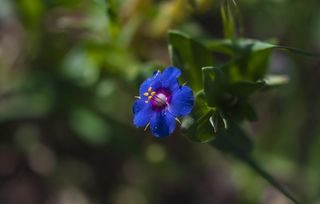 希腊, alimos, 帕尼山, 微距摄影, 花, 植物, 春天, 自然之美