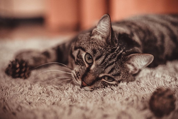 猫，爱，宠物，友谊，小猫，在一起，朋友，快乐