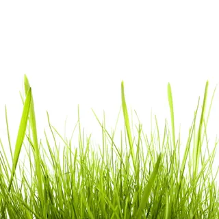 con2011，背景，田地，新鲜，花园，草地，绿色，生长