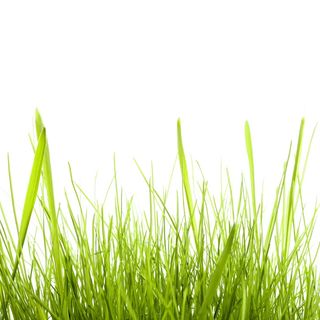 con2011，背景，田地，新鲜，花园，草地，绿色，生长