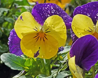 400–500，初花，滴水，暴雨，花，花园，自然，植物