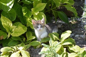 散步，绿色，叶子，树，猫，小猫，宠物，动物，猫