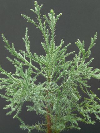 红杉，红木枝，树枝，树，部落，植物，自然，绿色