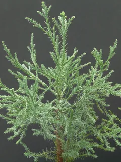 红杉,红木枝,树枝,树,部落,植物,自然,绿色 红杉,红木枝,树枝,树,部落,植物,自然,绿色