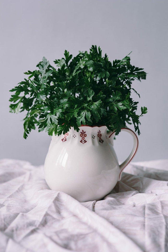 欧芹、黄瓜、青豆和其他绿色植物