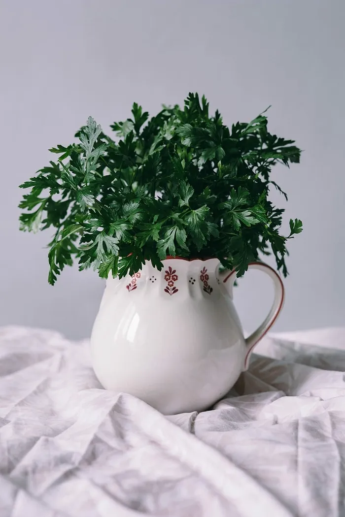 欧芹、黄瓜、青豆和其他绿色植物