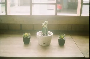 三种什锦植物放在棕色的桌子上