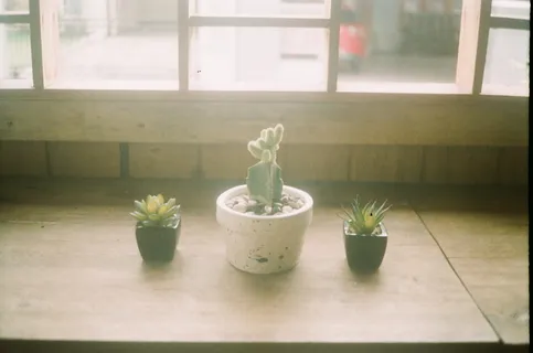 三种什锦植物放在棕色的桌子上 三种什锦植物放在棕色的桌子上