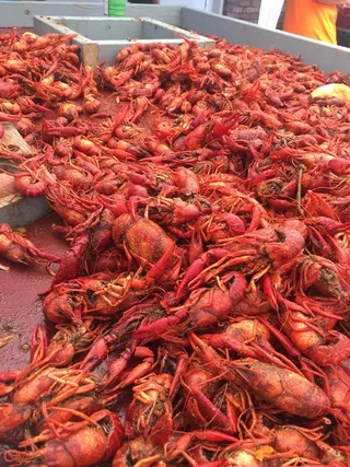 小龙虾煮沸，甲壳类动物，小龙虾，传统，南方，食品，海鲜，新鲜度