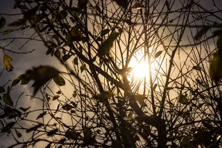 美国，平坦的岩石，天顶果园，日落，太阳，树叶，树木，植物