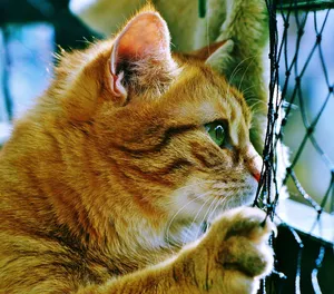 虎皮猫