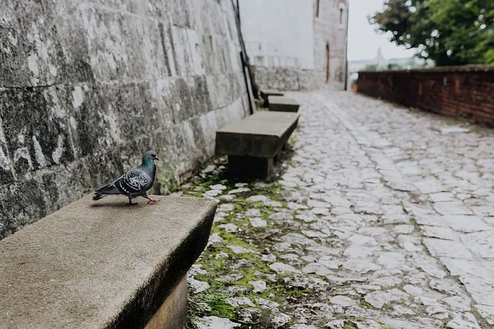波兰首府克拉科夫的魅力