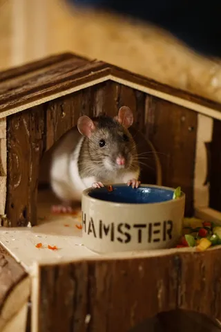 老鼠，彩色，甜，聪明，啮齿动物，彩色老鼠，内格尔，动物