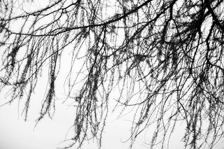 英国, 佩斯利, 分支机构, 树, 叶, 叶子, 黑色和白色, 黑色