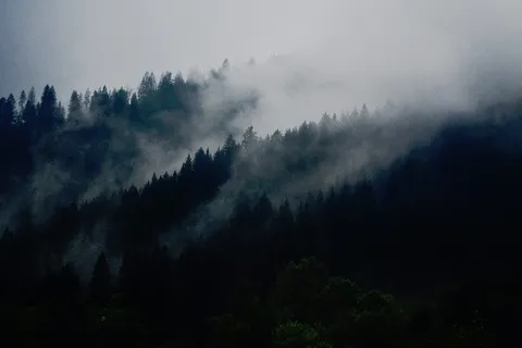 自然,树木,森林,森林,烟雾,雾,薄雾,树木 自然,树木,森林,森林,烟雾,雾,薄雾,树木