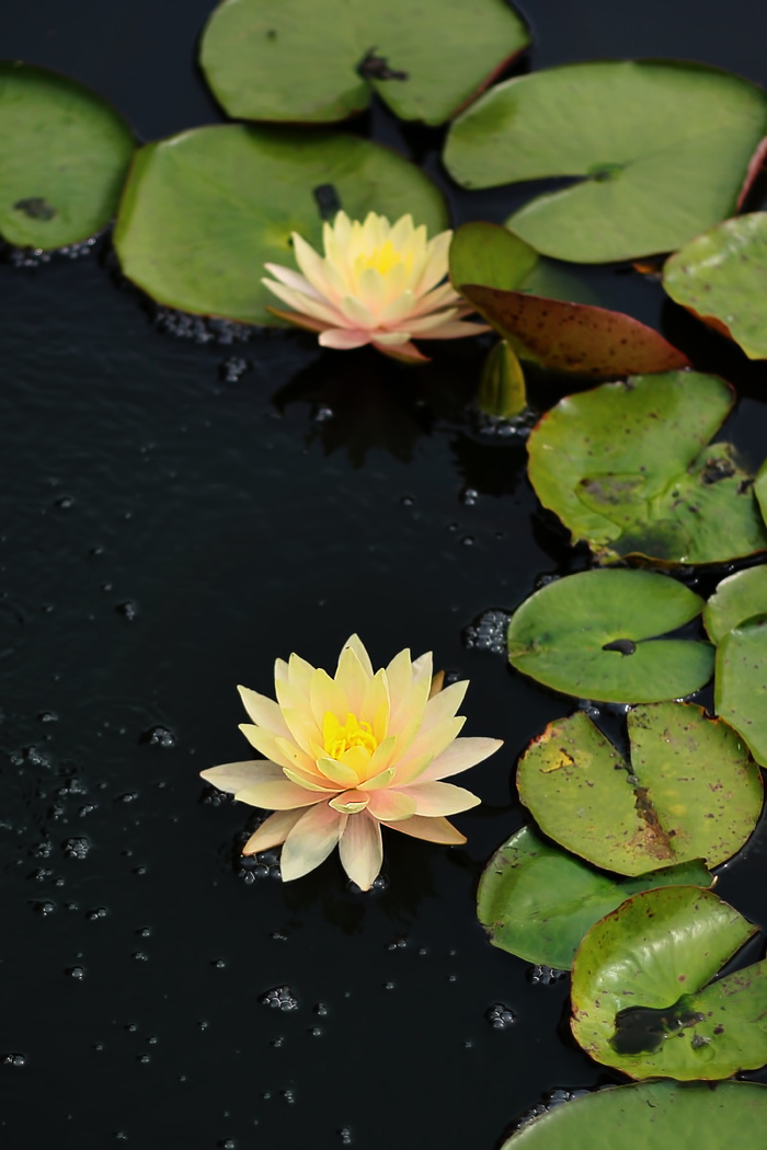 睡莲，花，自然，开花，莲花，开花，池塘，黄色