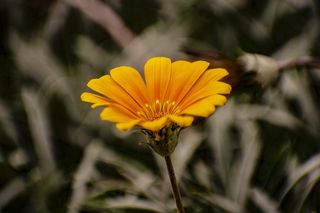 花，自然，春天，花园，花瓣，开花植物，植物，新鲜度