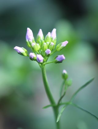 罩衫，芽，嫩，轻微，紫色，花，开花植物，植物