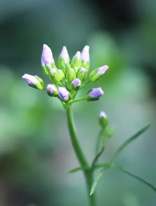 罩衫，芽，嫩，轻微，紫色，花，开花植物，植物