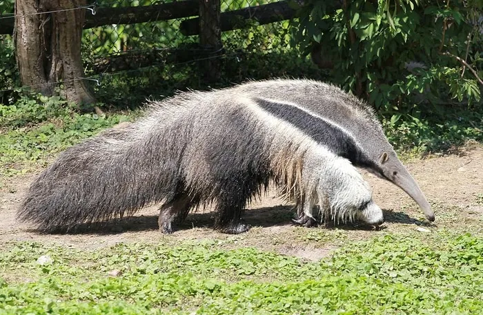 食蚁兽、动物群、皮洛萨、哺乳动物、自然、动物、野生动物、野生动物