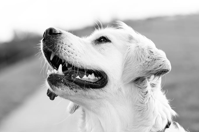 黄金猎犬灰阶摄影