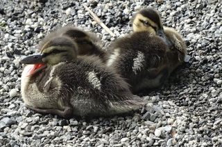 小鸭，小鸭子，小鸡，小水鸟，动物世界，男孩，动物