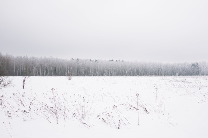 寒冷，森林，自然，雪，树，白色，冬天，树