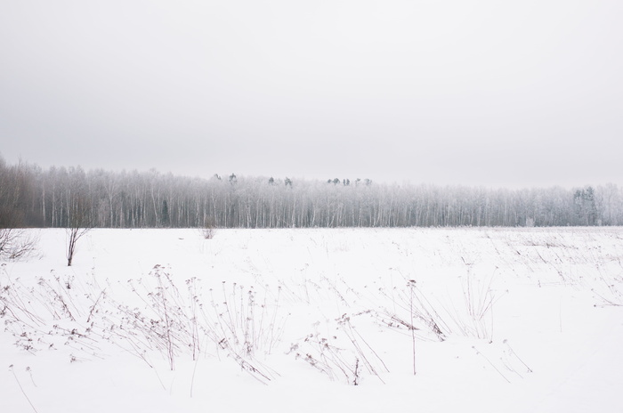 寒冷，森林，自然，雪，树，白色，冬天，树