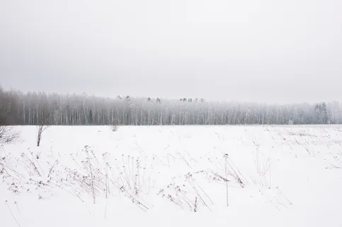 寒冷,森林,自然,雪,树,白色,冬天,树 寒冷,森林,自然,雪,树,白色,冬天,树