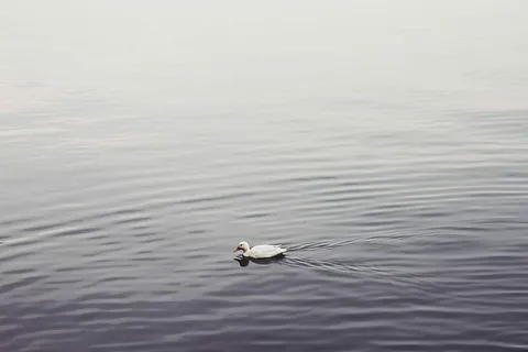 水面上的鸭子 水面上的鸭子