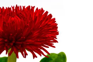 贝利斯, 哲学, 红色, 贝利斯哲学, 野生雏菊, 雏菊, 开花