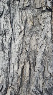 树皮，树木，纹理，木材，棕色，粗糙，风化，背景