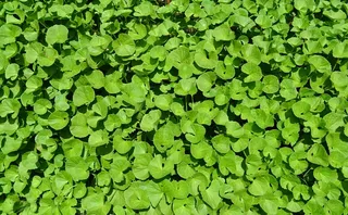 绿叶植物, 厂, 草本植物, 药用, 印度 pennywort, 硬币, 印度水 navelwort, pennyweed