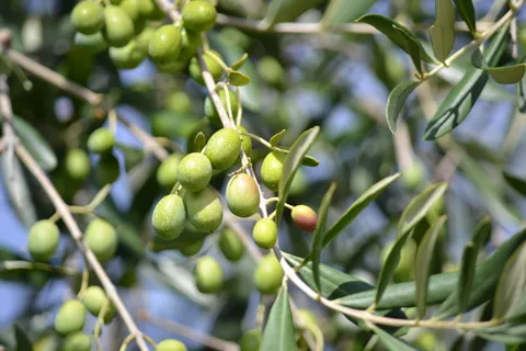 绿色水果,橄榄,绿色橄榄,橄榄林,绿色,油,收获橄榄,橄榄枝 绿色水果,橄榄,绿色橄榄,橄榄林,绿色,油,收获橄榄,橄榄枝