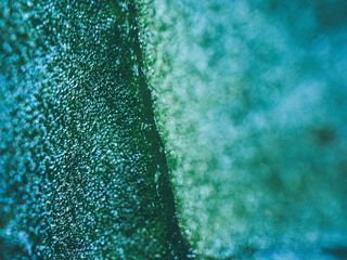 自然、质地、水、户外、光线、绿色、植物、树叶