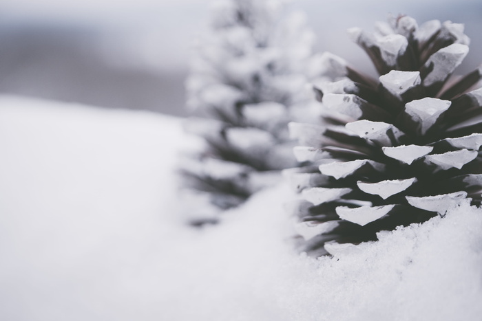 雪盖松果的特写摄影