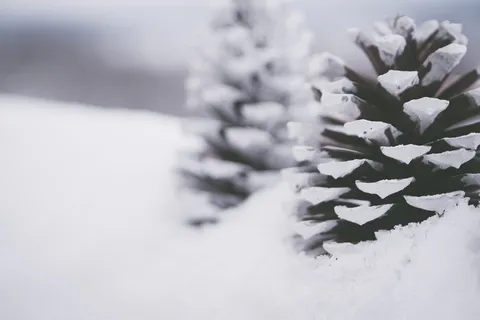 雪盖松果的特写摄影 雪盖松果的特写摄影