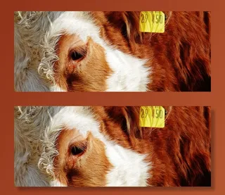 动物之心、眼泪、牛、动物福利、动物、帮助、欣赏、爱动物